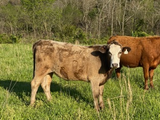 Star-sired crossbred heifer. Owned by Bob and Ann Demerath, Mountain Grove, MO.